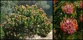 (37) Outeniqua Pincushion (Leucospermum glabrum)